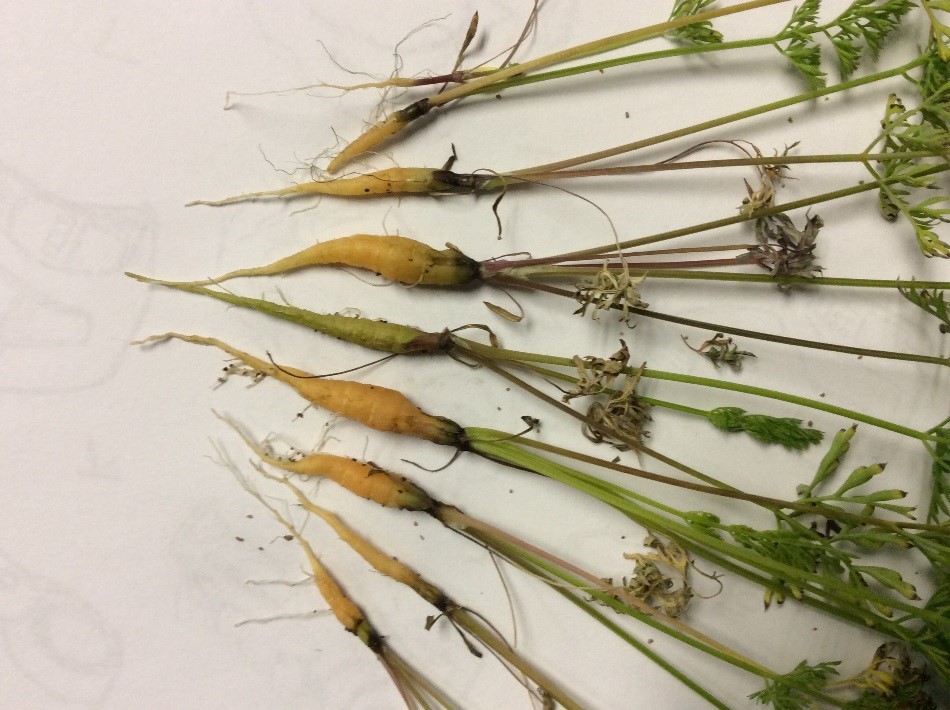 Plant Lab Carrots