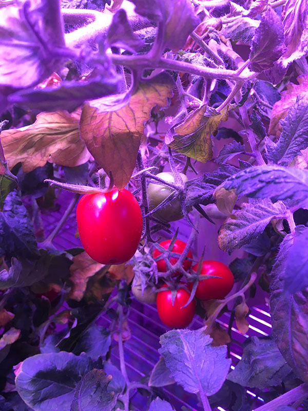 A close up of a tomato plant with ripe tomatoes from the TomatoSphere project at the Mars Base 1 Lab at the Kennedy Space Center Visitor Complex.