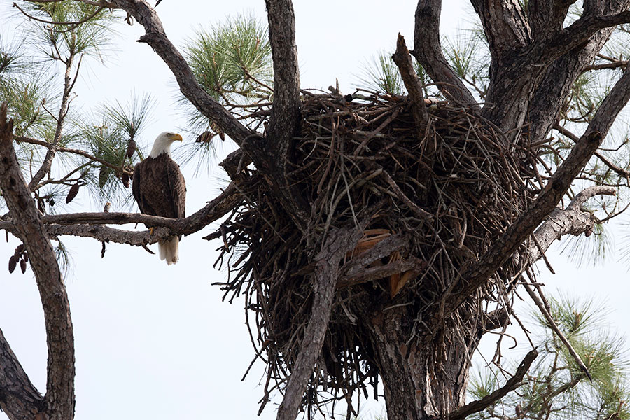 The bald eagle is one of the many animals that call Kennedy Space Center and the Merritt Island National Wildlife Refuge home.