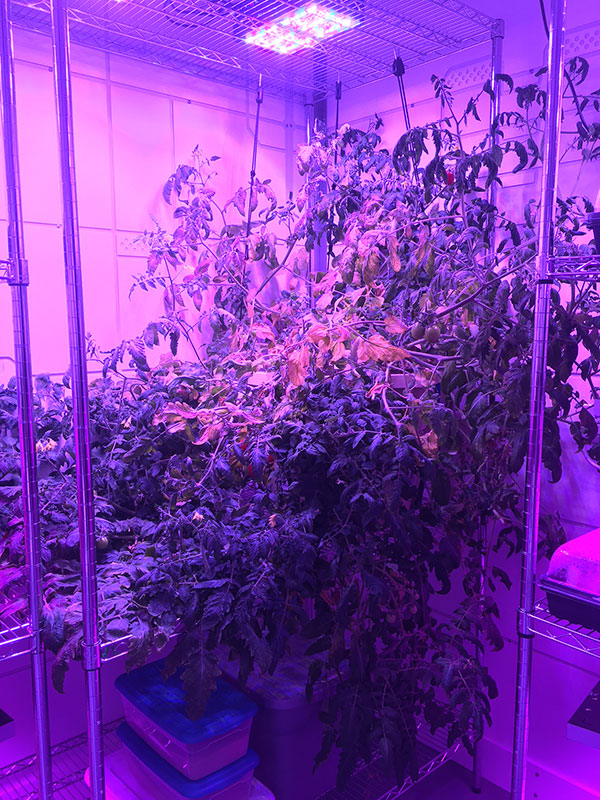 A full sized tomato plant from the TomatoSphere project at the Mars Base 1 Lab at the Kennedy Space Center Visitor Complex.