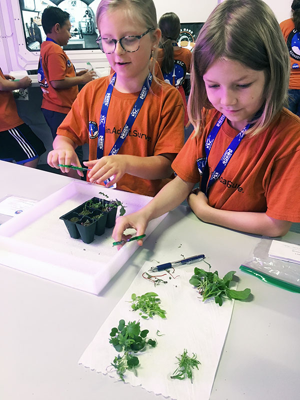 Alunos do Camp KSC coletando e separando verduras.