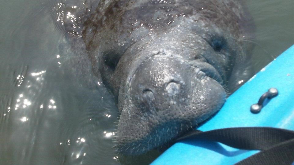 Curious Manatee on the Merritt Island National Wildlife Reserve